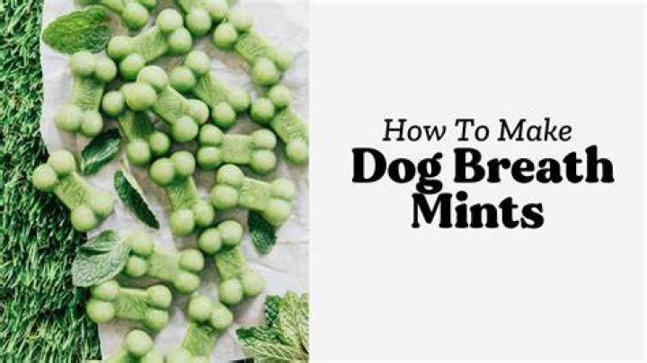 Can i give my dog mints?