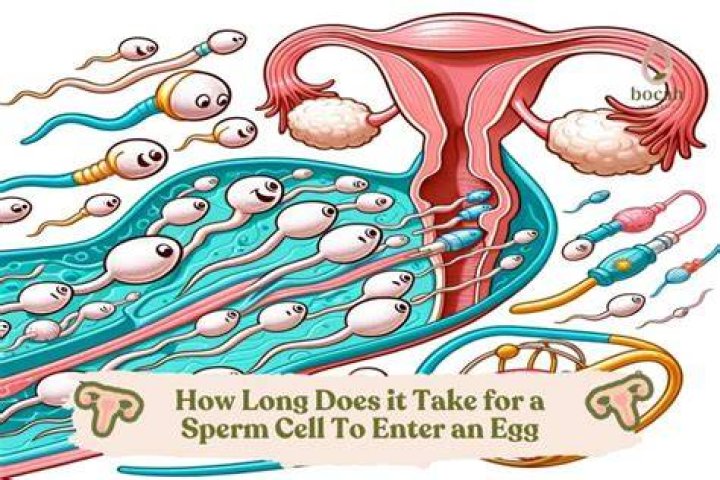 Can you feel when the sperm reaches the egg?