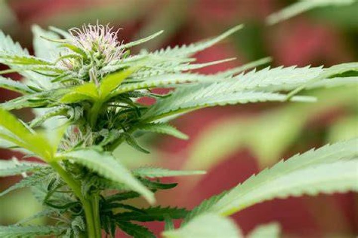 Do autoflowers double in size during flowering?