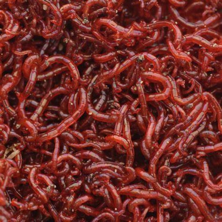 Do bloodworms go bad?