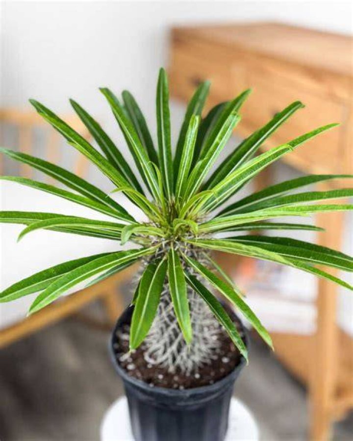 Do madagascar palms lose their leaves?