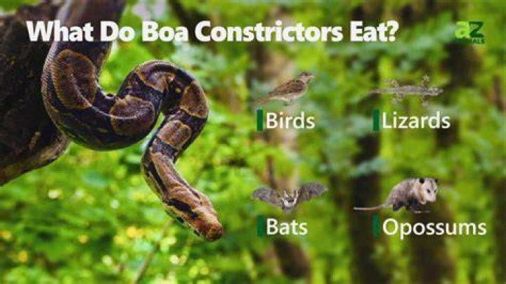 Does boa constrictors eat tapirs?