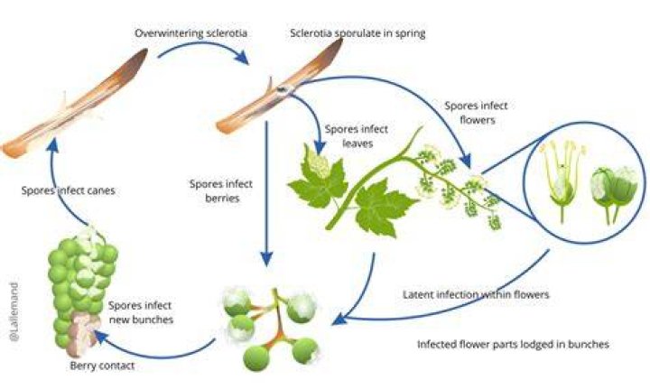 How does botrytis cinerea spread?