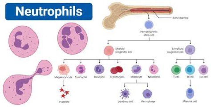 How does neutrophils work?