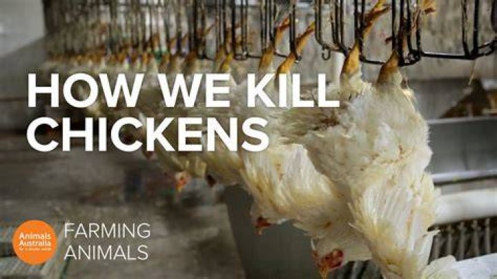 How slaughterhouses kill chickens?