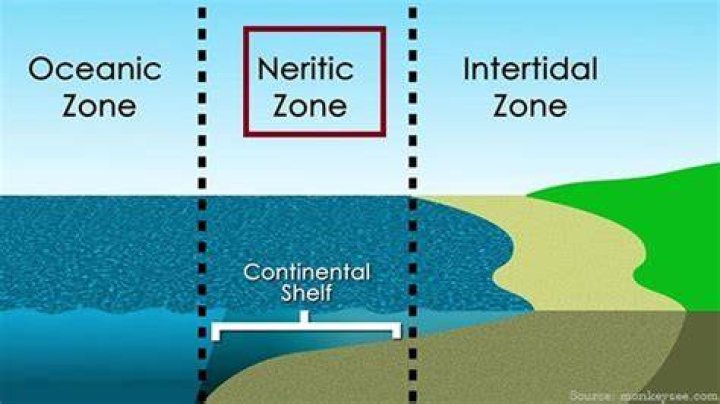 In the neritic zone?