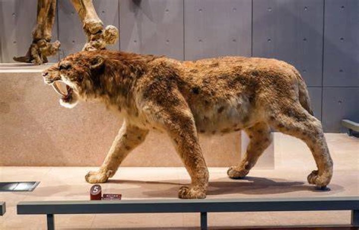Is a sabre tooth tiger a tiger?