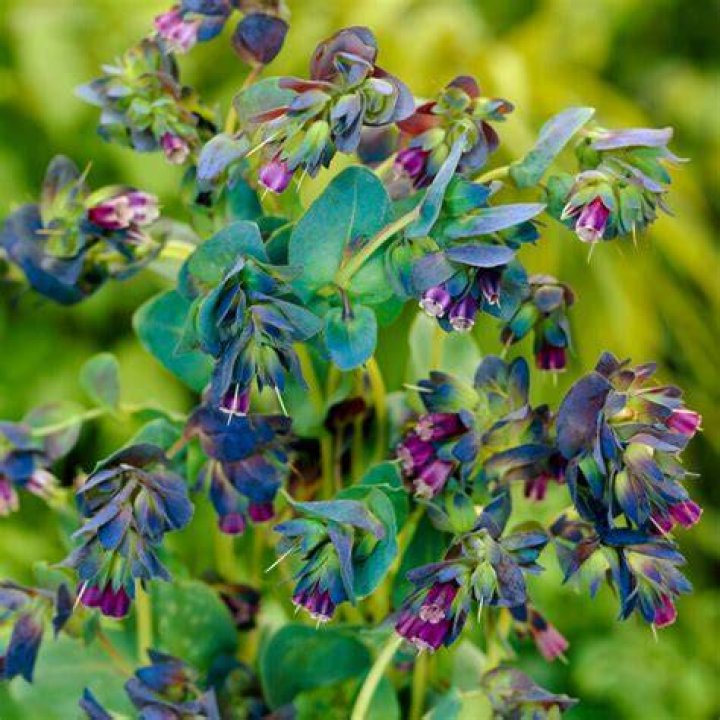 Is cerinthe a perennial?