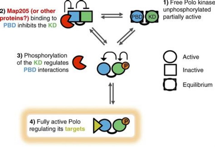 Is phosphorylation allosteric regulation?