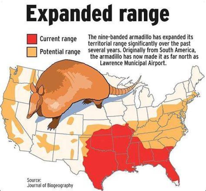 Were do armadillo live?