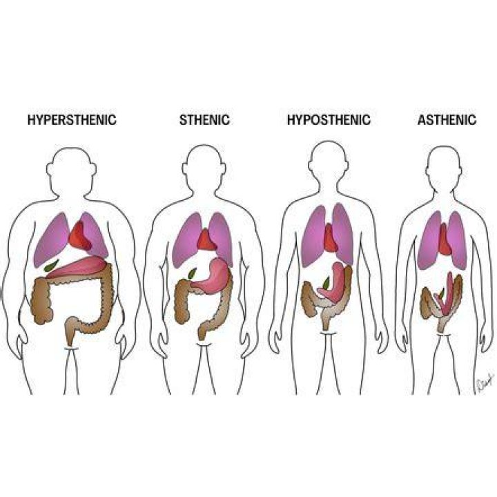 What is asthenic body type?