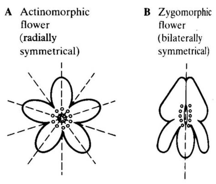 What is zygomorphic biology?