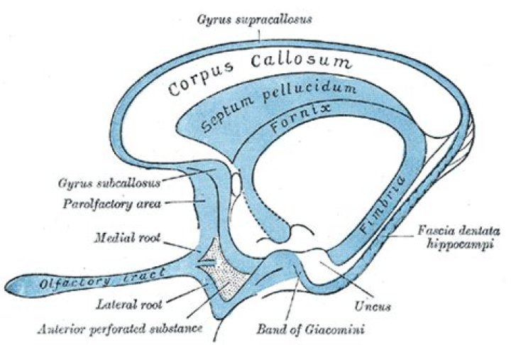 What makes up rhinencephalon?