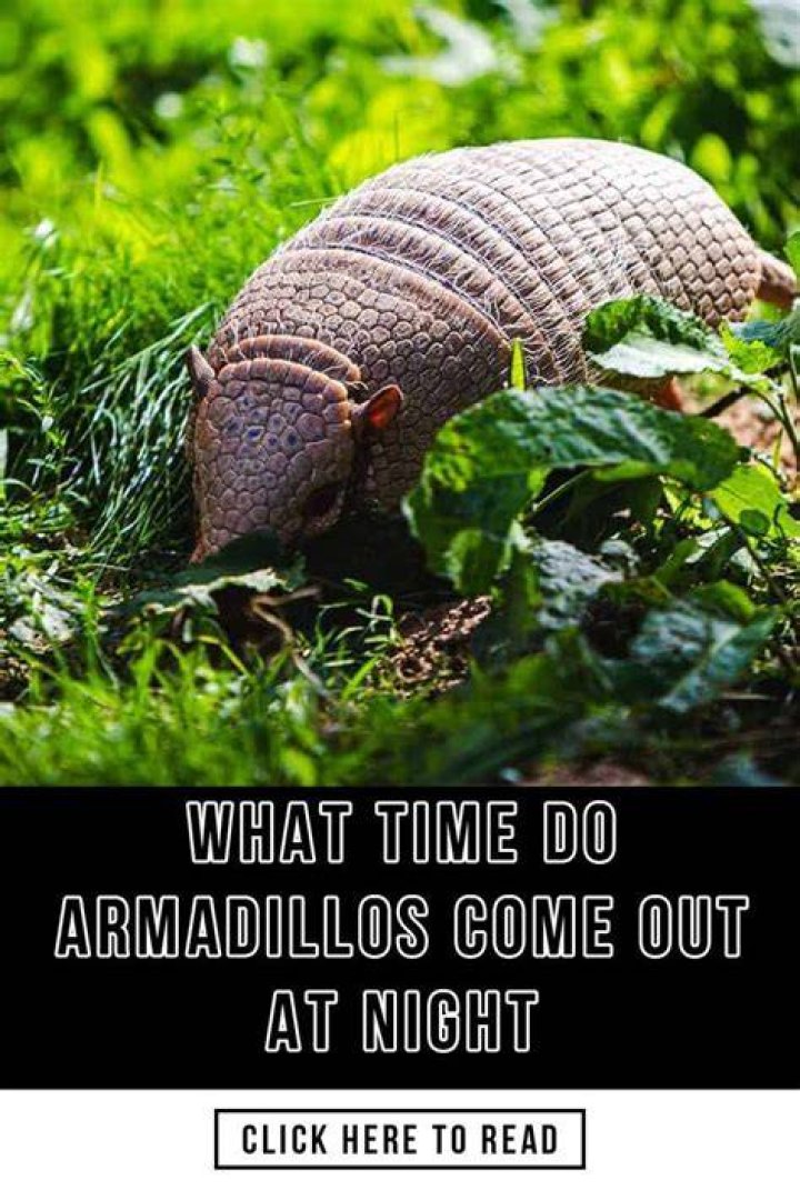 When do armadillos come out?