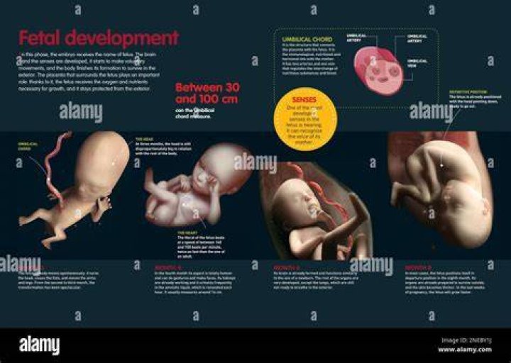 When does fetus movement start?