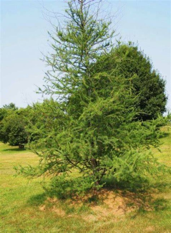 When to trim larches?