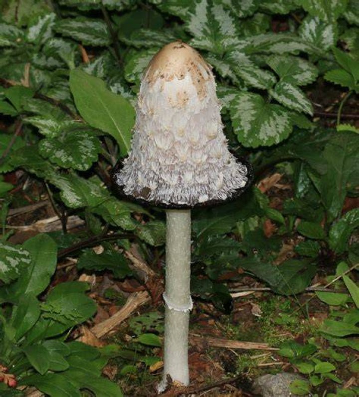 Where are coprinus comatus found?