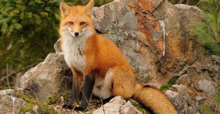 Where are foxes originally from?