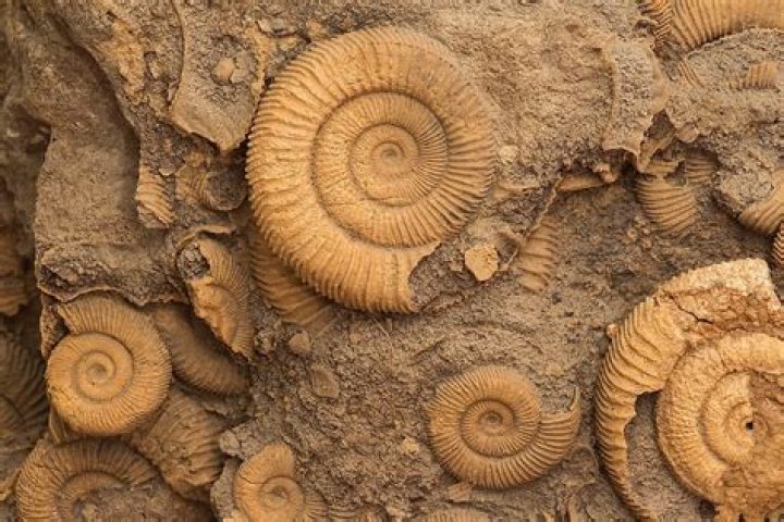 Where are the most fossils found?