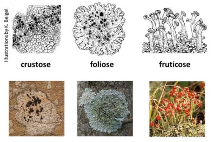 Where does crustose lichen grow?