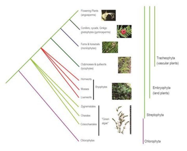 Who proposed phylogenetic classification of plants?