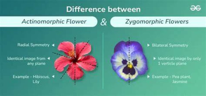 Why are flowers of cassia and gulmohar called zygomorphic?