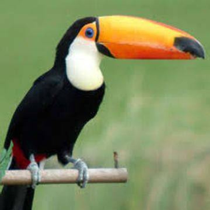 Why are toucans endangered?
