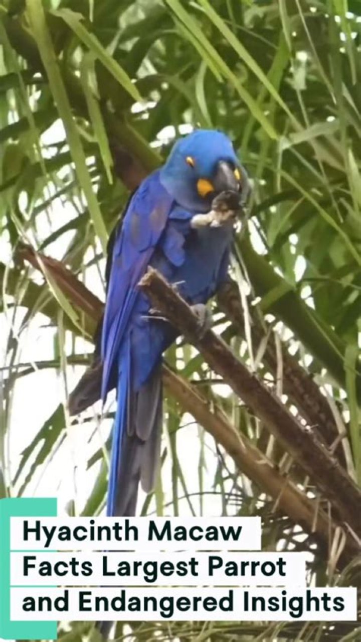 Why is macaw endangered?