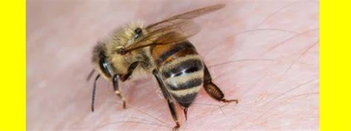 Why wasp stings hurt?
