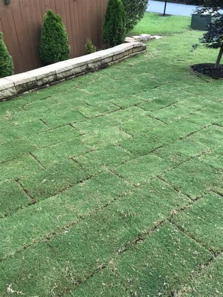 Will sod seams grow together?